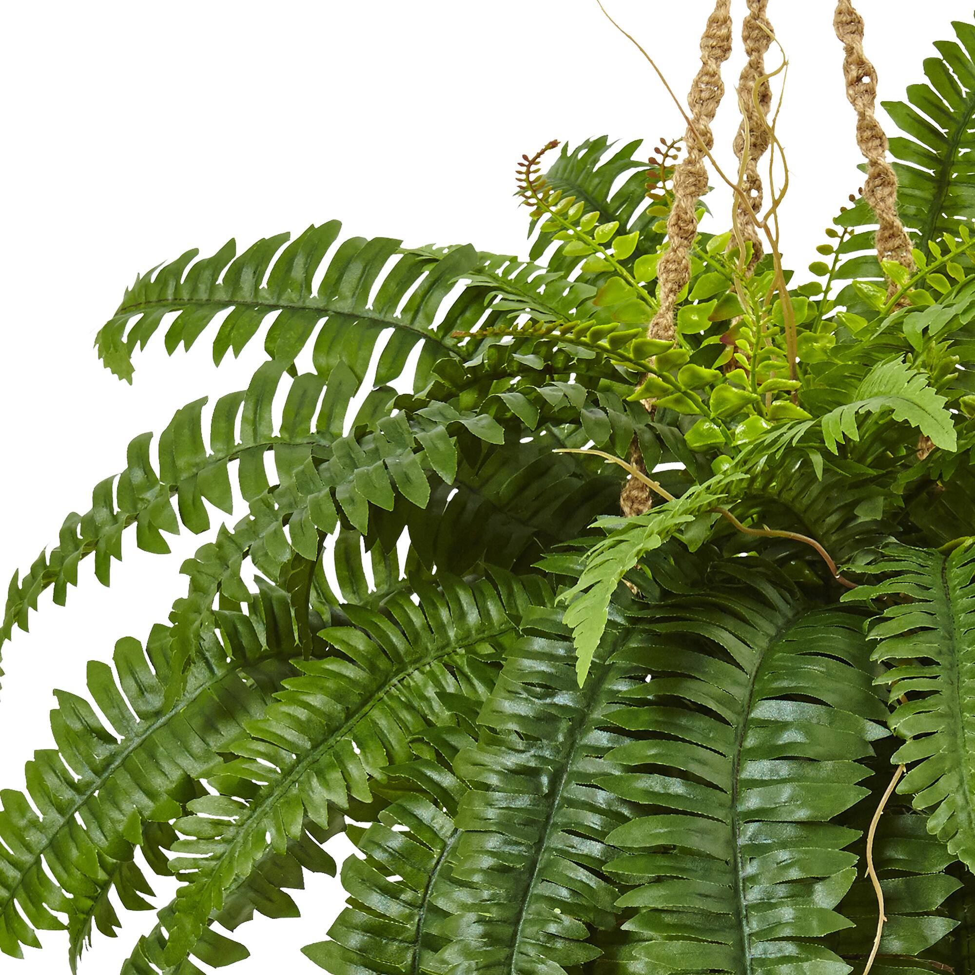 33" Boston Fern in Hanging Basket